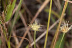 Ware's hairsedge